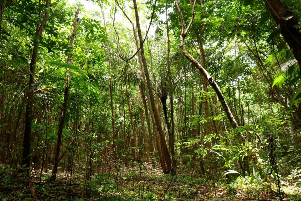 bosque tropical historias vive necocli tiene magia 5