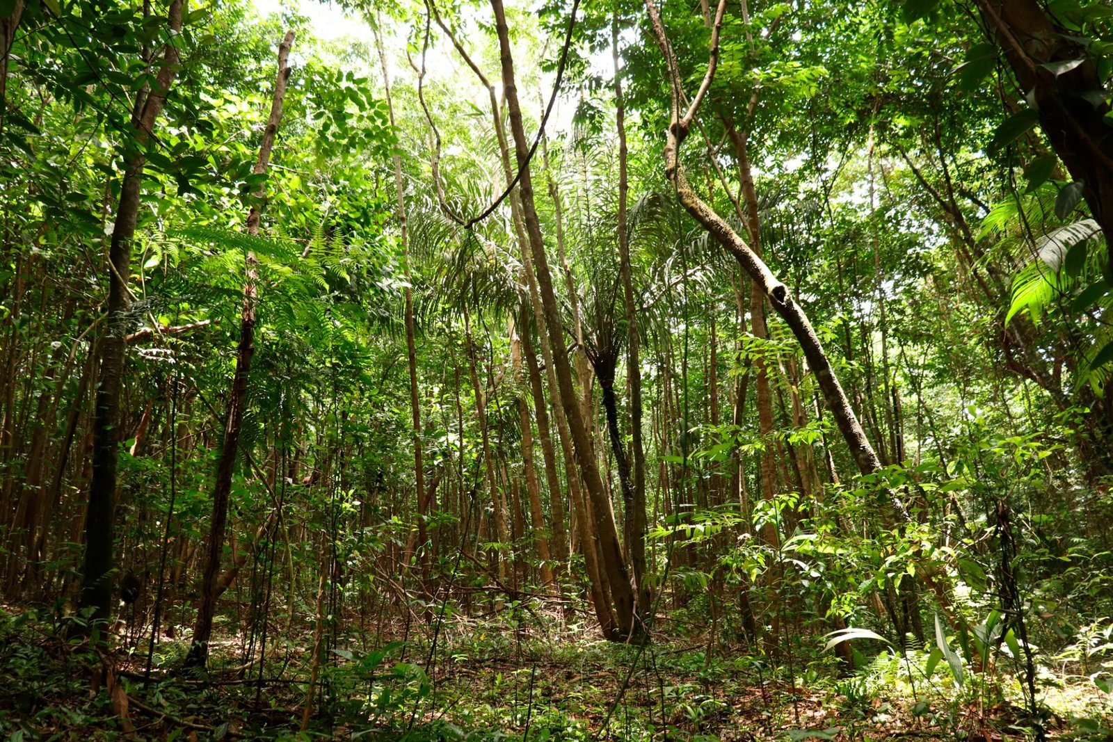 bosque tropical historias vive necocli tiene magia 5