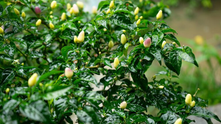 13092025fotografia sin titulo DSC09528 768x432